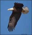 _1SB7669 american bald eagle